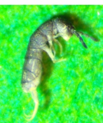 Isotominae