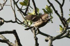 Philemon buceroides