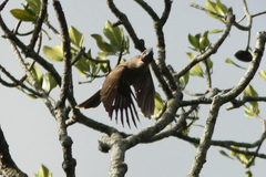 Philemon buceroides
