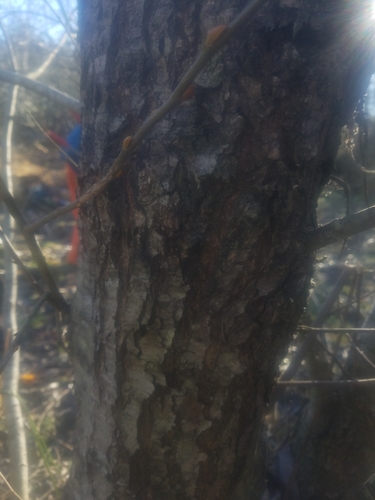 Pacific Willow winter