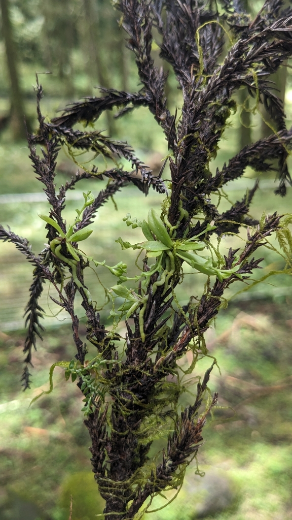 Taeniophyllum compactum
