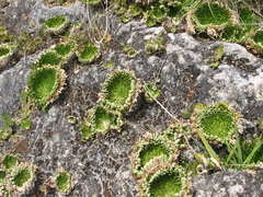 Selaginella pilifera