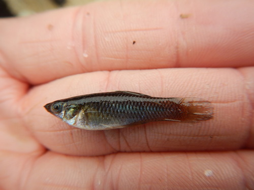 Amazon molly (Poecilia formosa) — Poeciliidae — 5
