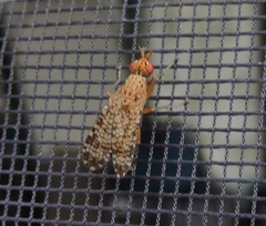 Euthycera chaerophylli