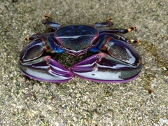 Petrolisthes violaceus