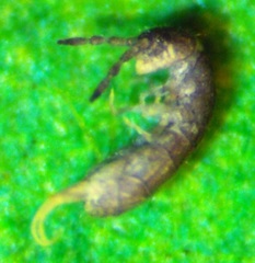 Isotominae