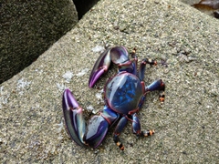 Petrolisthes violaceus