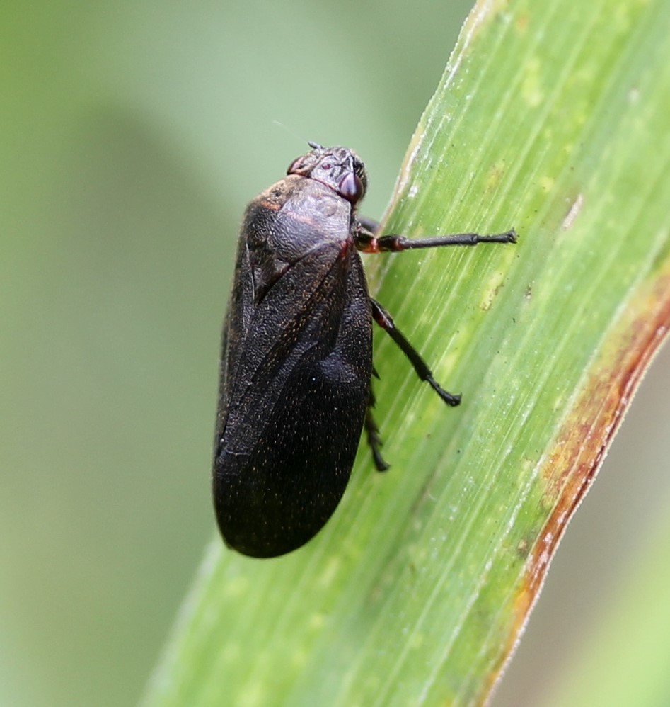 Red-legged Spittlebug