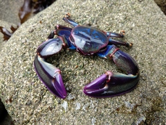 Petrolisthes violaceus