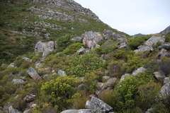 Leucospermum bolusii