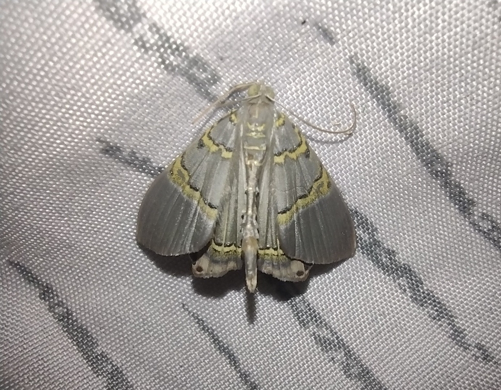 Phrygionis moeschleri