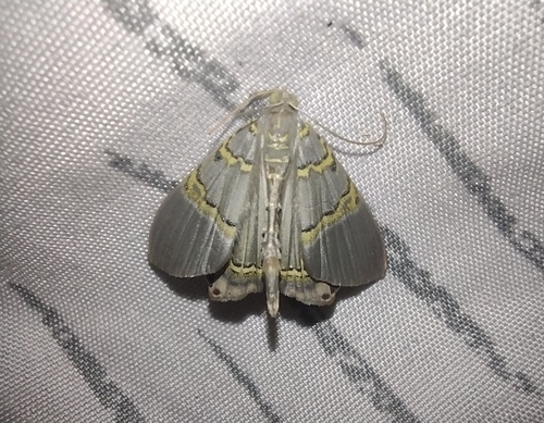 Phrygionis moeschleri