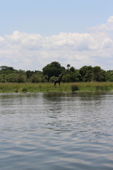 Giraffa camelopardalis rothschildi