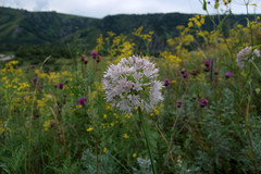 Allium nutans