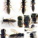 Scelio - Photo (c) Edithvale-Australia Insects and Spiders, osa oikeuksista pidätetään (CC BY-NC), lähettänyt Edithvale-Australia Insects and Spiders