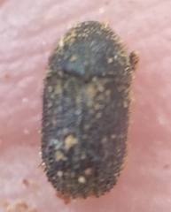 Phloeosinus cupressi