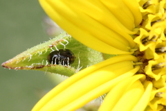 Clastoptera xanthocephala