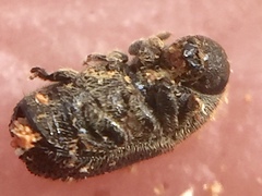 Phloeosinus cupressi