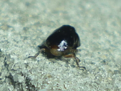 Clastoptera xanthocephala