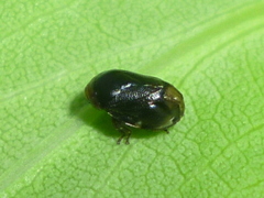 Clastoptera xanthocephala