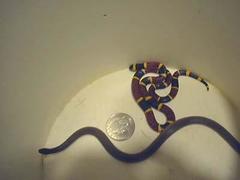 Micrurus tener tener