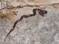 Lampropeltis alterna