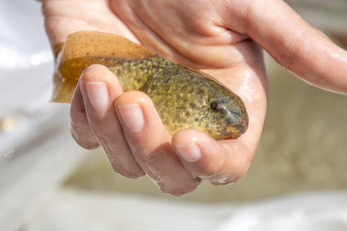 iNaturalist observation photo of American Bullfrog