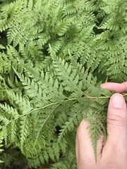 Microlepia speluncae