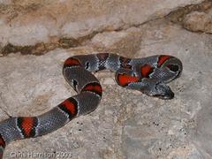 Lampropeltis alterna