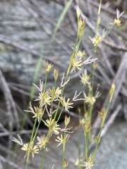 Juncus macrophyllus