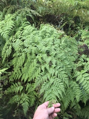 Microlepia speluncae