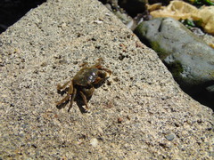 Hemigrapsus crenulatus