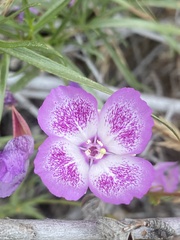 Clarkia cylindrica ssp. cylindrica