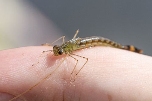 iNaturalist observation photo of Damselflies