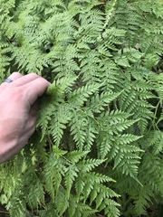 Microlepia speluncae