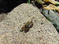 Hemigrapsus crenulatus