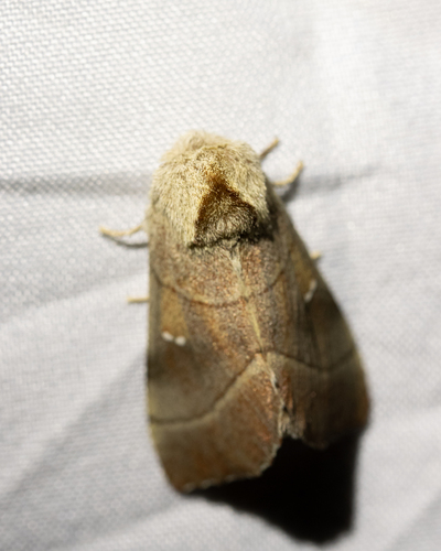 iNaturalist observation photo of Nadata