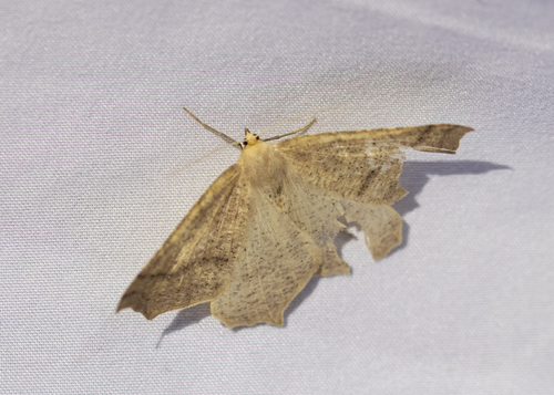 iNaturalist observation photo of Prochoerodes truxaliata
