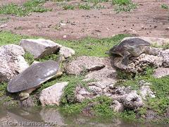 Apalone spinifera emoryi