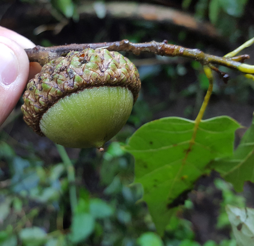 Quercus skinneri