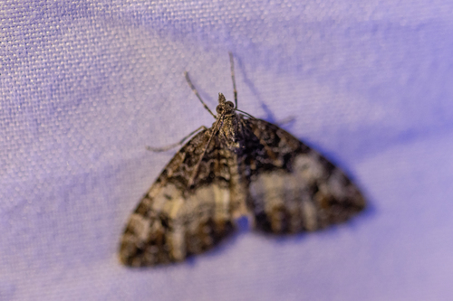 iNaturalist observation photo of Carpet Moths