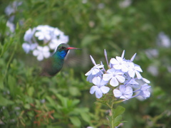 Cynanthus latirostris