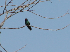 Cynanthus latirostris