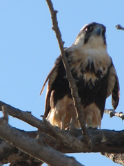 Falco femoralis