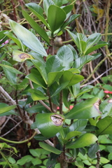 Elingamita johnsonii