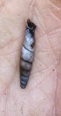 Columbinia