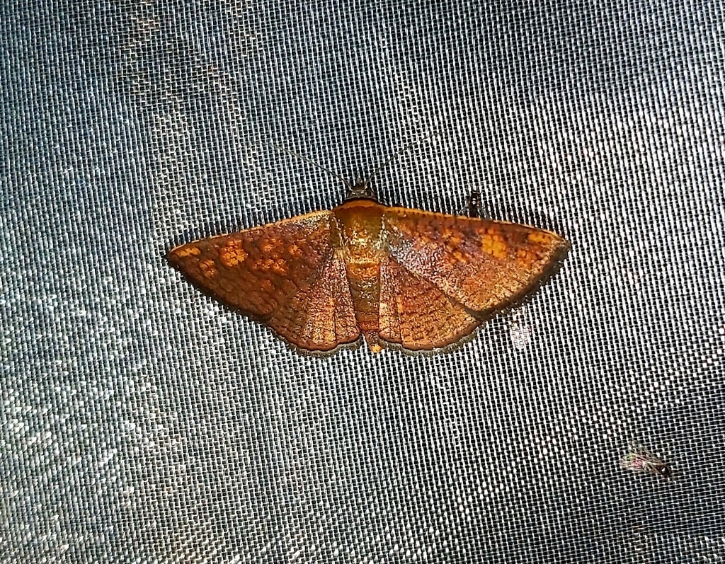 Banisia flavidiscalis