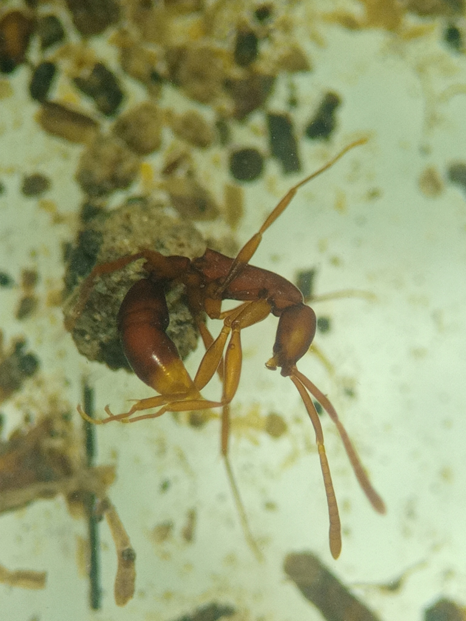 Probolomyrmex watanabei