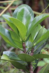 Elingamita johnsonii