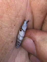 Columbinia